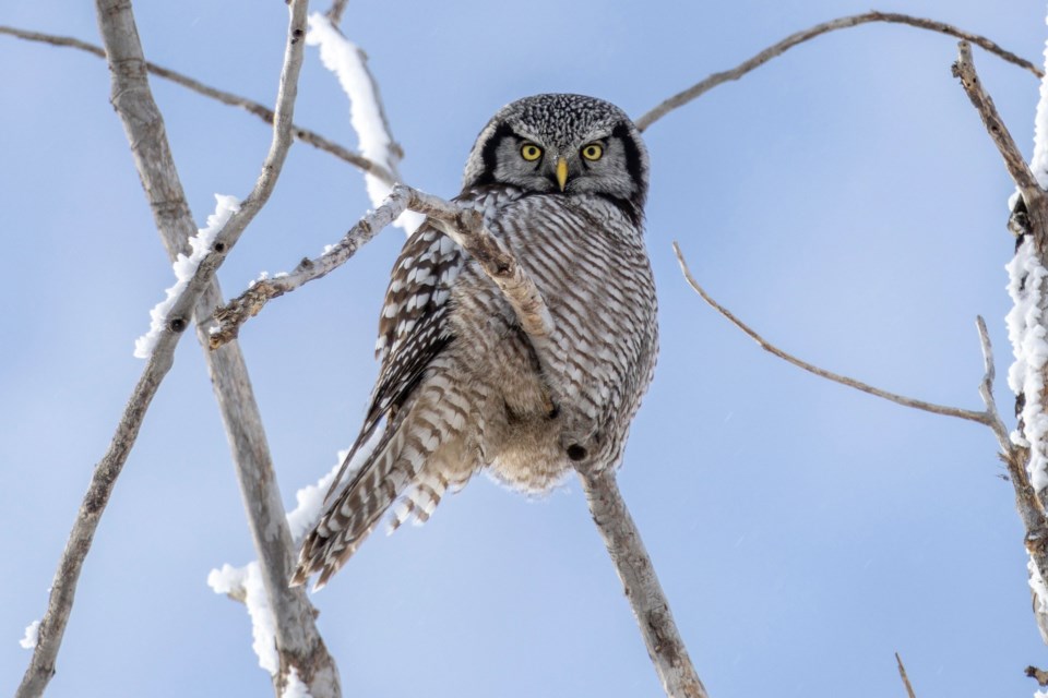 The northern hawk owl, pictured here in Okotoks on Feb. 4, does not typically frequent developed areas, making its appearance in town an unexpected and welcome one among birdwatchers.